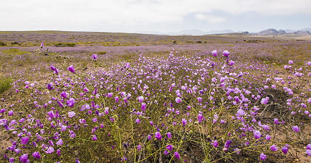 Desierto florido Imagen portada