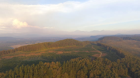 Bosque sur de Chile Imagen portada