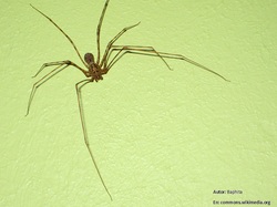 Araña tigre Imagen portada