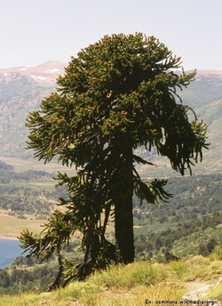 Araucaria Imagen portada