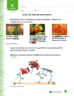 Ciclo de vida de una planta Imagen portada