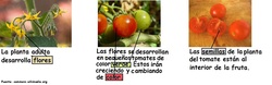 Ciclo de vida planta tomate en flor Imagen portada