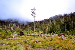 Deforestación Imagen portada