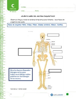 ¿Cuánto sabes del sistema esquelético? Imagen portada