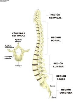 Columna vertebral rotulada Imagen portada
