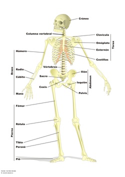 Esqueleto humano Imagen portada