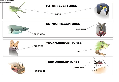 Receptores sensoriales en los animales Imagen portada