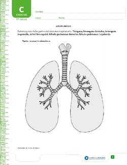 Colorea los pulmones Imagen portada