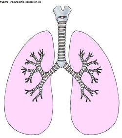 Pulmones humanos Imagen portada