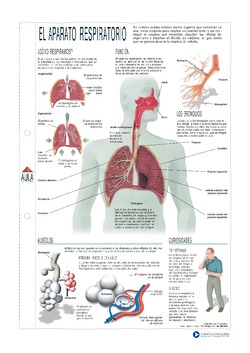 Infografía del aparato respiratorio Imagen portada