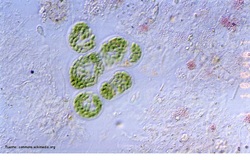 Microscopia de bacterias Imagen portada