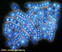 Levaduras al microscopio Imagen portada