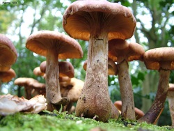 Hongos Imagen portada
