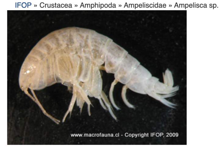 Ampelisca sp. Imagen portada