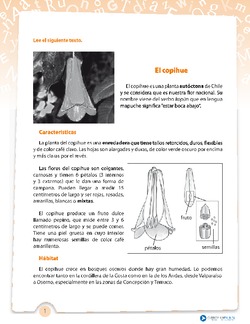 Investigación planta Imagen portada