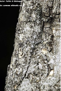 Lagartija camuflada en árbol Imagen portada