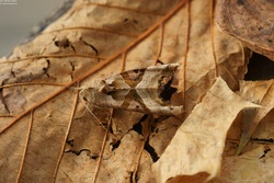 Mariposa camuflada Imagen portada