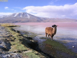 Llama Imagen portada