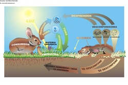 Ciclo de vida de la materia Imagen portada