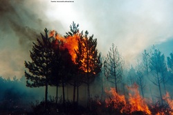 Incendio forestal Imagen portada