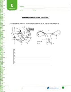Aparato reproductor femenino Imagen portada