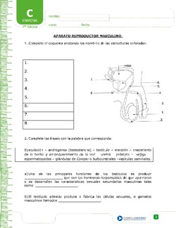 Aparato reproductor masculino Imagen portada