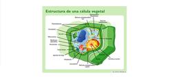Célula vegetal Imagen portada