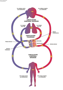 Diagrama del sistema circulatorio Imagen portada