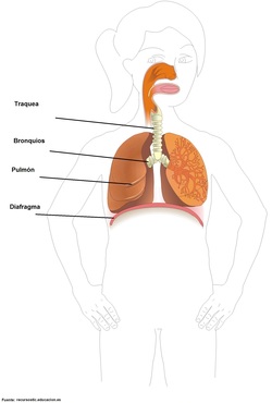 Sistema respiratorio rotulado Imagen portada