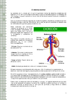Sistema excretor Imagen portada