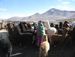 Pastora de Parinacota Imagen portada