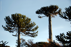 Araucaria Imagen portada