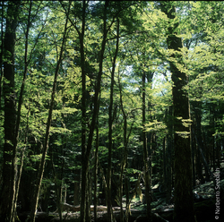 Bosque de Lenga Imagen portada