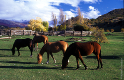 Caballos Imagen portada