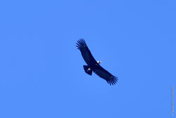Condor Imagen portada