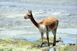 Guanaco Imagen portada