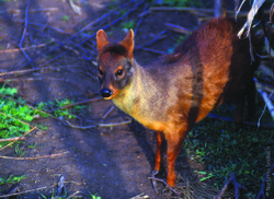 Pudú Imagen portada
