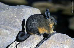 Vizcacha Imagen portada