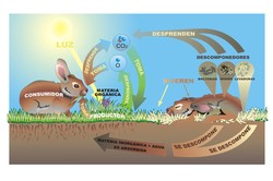 Ciclo de la vida animal Imagen portada