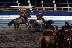 Rodeo Imagen portada