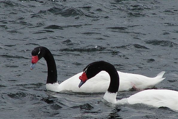 Cisnes cuello negro Imagen portada