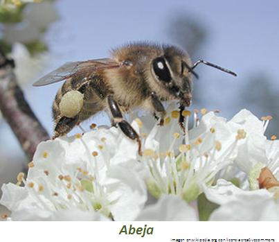 Abeja Imagen portada