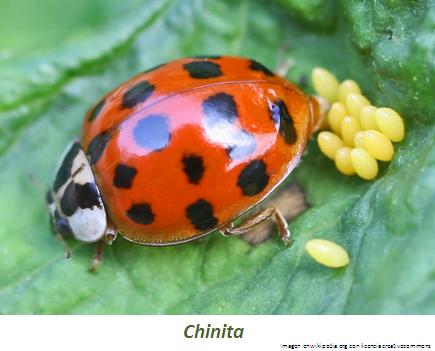 Chinita Imagen portada