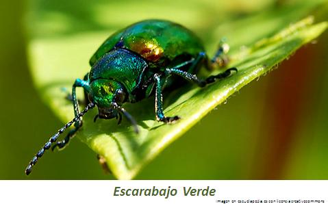 Escarabajo verde Imagen portada