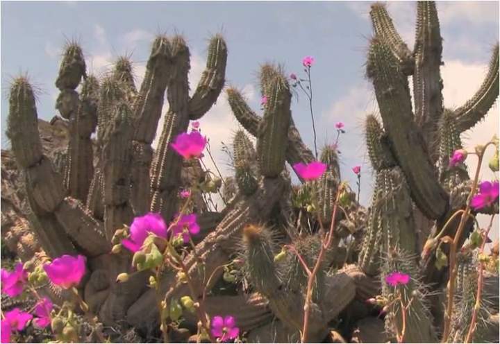 Desierto florido Imagen portada