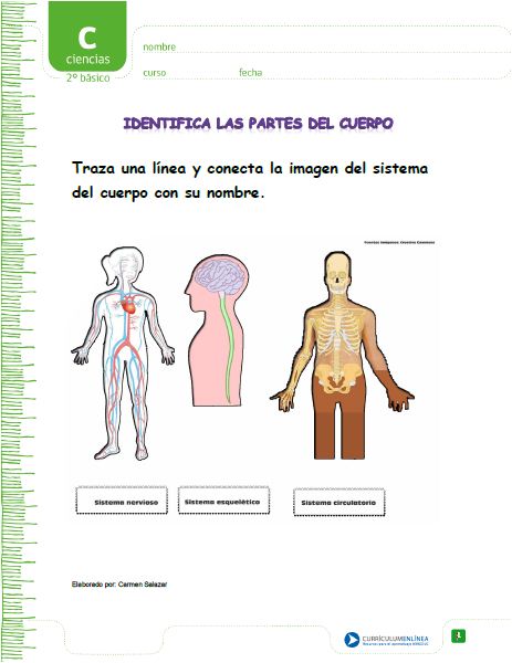 Identifica los sistemas del cuerpo humano Imagen portada
