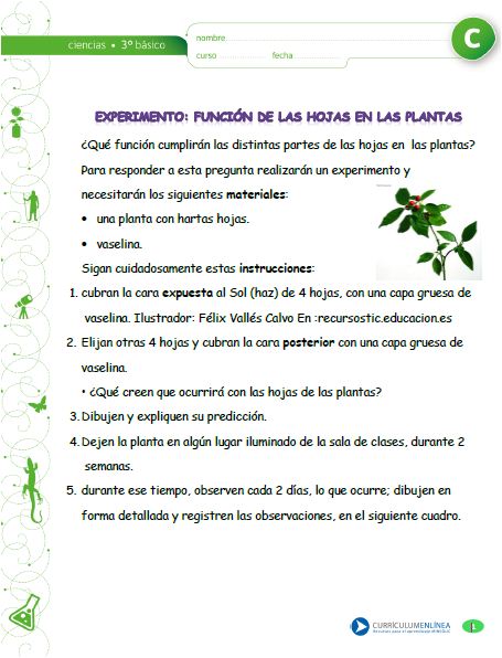 Experimento: La función de las hojas en las plantas Imagen portada
