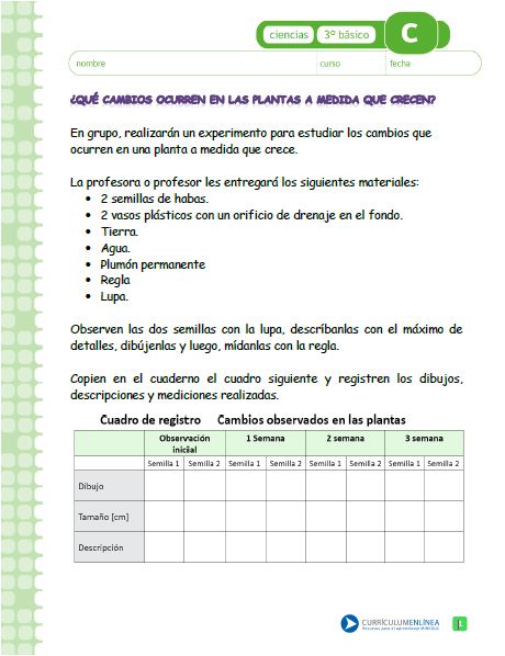 ¿Qué cambios se producen en las plantas a medida que crecen? Imagen portada
