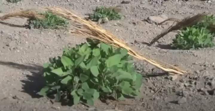 Quishwa: Mi familia cultiva la quínoa Imagen portada