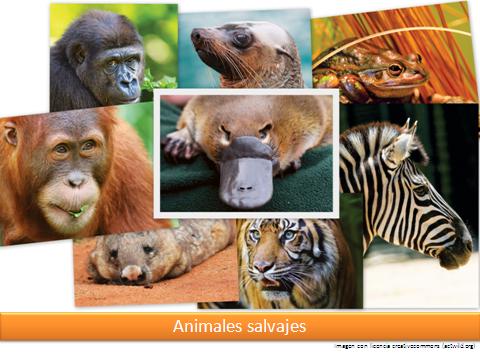 Animales salvajes Imagen portada
